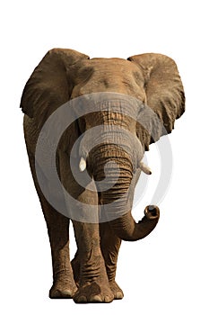 Elephant isolated on white #1