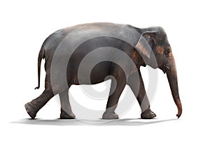 Elephant isolated on white