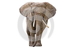 Ein elefant auf weiß 