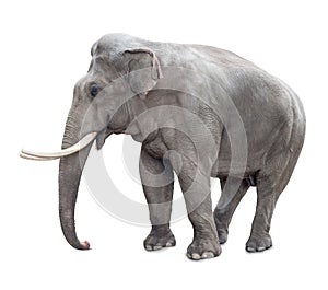 Elephant isolated on white