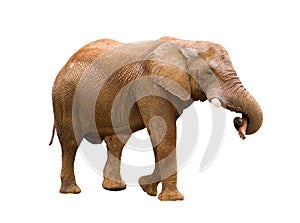 Un elefante en blanco 
