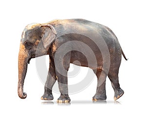 Elephant isolated on white background. Large mammals. Clipping path