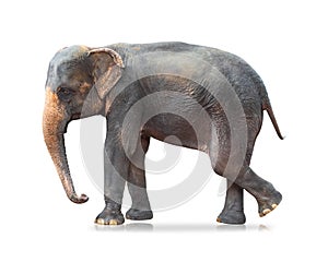 Elephant isolated on white background. Large mammals. Clipping path