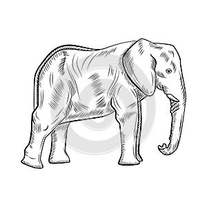 Elephant isolated on white background. Sketch graphic big animal savanna in engraving style