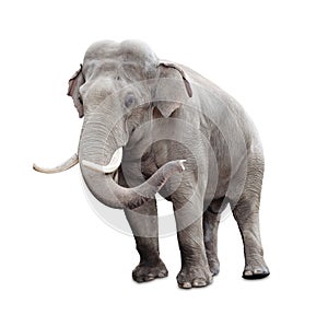 Elephant isolated on white with clipping path