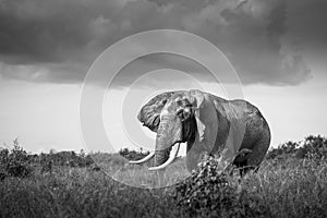 Elephant isolated  in the wild during the Safari tour in Uganda, black and white picture