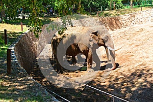 Elephant in the Israeli zoo on a sunny day