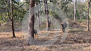 Elephant and its calf playing around at Kabini, Nagarhole National Park
