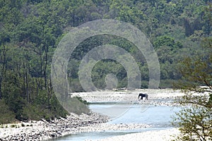 Elephant in its habitat near Ramganga river, Jim Corbett photo