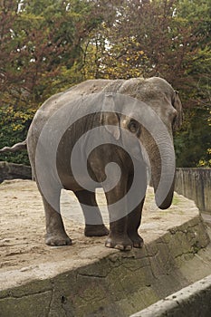 An elephant with its trunk down stands in the park and looks into the camera