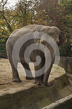 An elephant with its trunk down stands in the park and looks into the camera. Baby elephant