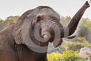 An Elephant with its trunk high