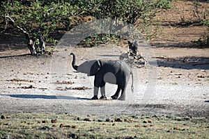 Elephant with its trunk raised