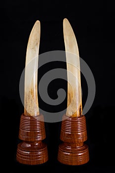 Elephant ivory photo