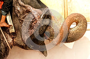 Elephant of Jaipur, India