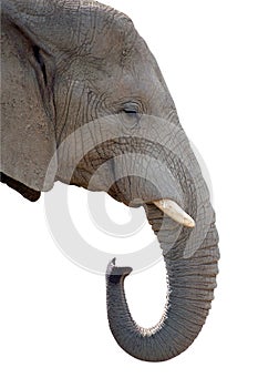 Elephant jumbo head