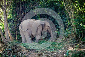 Elephant in the junge of Laos. Outside of Luang Prabang. Save the Elephants. Elephant stands calm in the forest.