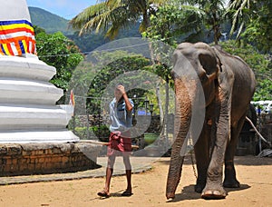 Elephant - Kandy Tooth Relic Temple (Sri Lanka)