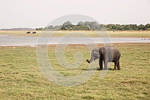 An elephant in Kaudulla National Park.