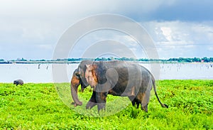 Elephant in Kaudulla national park, Sri Lanka