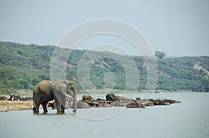 Elephant on the Kazinga Channel shore