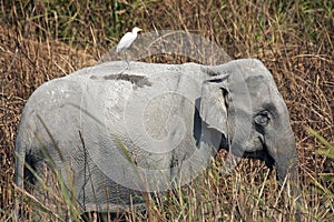 Elephant in Kaziranga Park photo