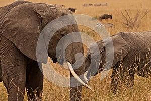 Elephant in Kenya