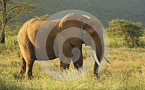 Un elefante en Kenia 