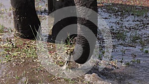 An Elephant in Kenya, Africa