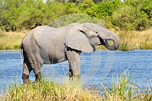 Elephant in Khwai River, Botswana