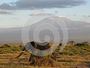 Elephant at Kilimanjaro