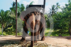 Elephant Koh Samui