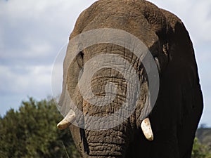 An elephant in the Kruger National Park