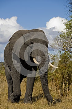 An elephant in the Kruger National Park