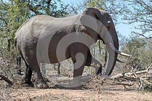 Elephant kruger national Park