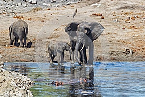 Elephant in Kruger National Park