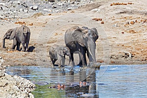 Elephant in Kruger National Park