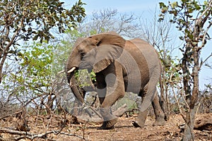 Elephant in Kruger national park,South Africa