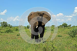 Elephant at Kruger National Park South Africa