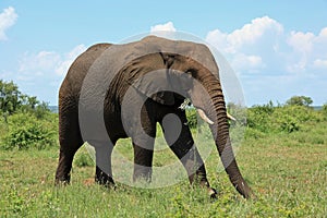 Elephant at Kruger National Park South Africa