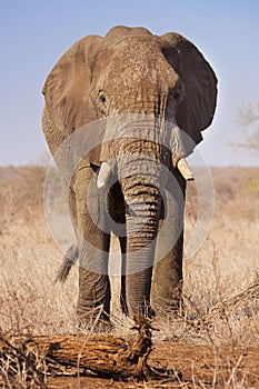 Elephant in Kruger National Park, South Africa