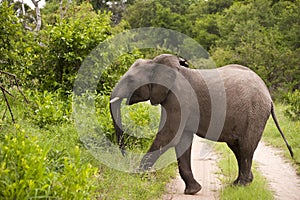 Elephant in Kruger Park