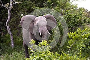 Elephant in Kruger Park