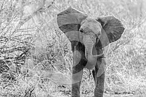 Elephant in Kruger Park South Africa