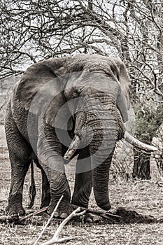 Elephant in krugerpark