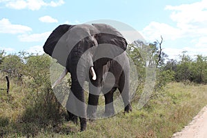 elephant in Krugerpark South Africa