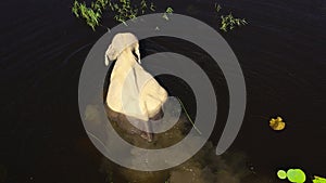 An elephant in a lake in a nature reserve in Sri Lanka.