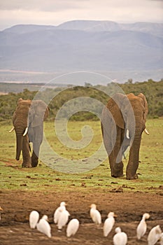 Elephant Landscape