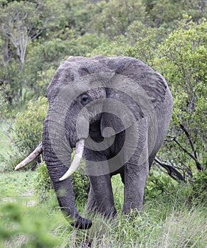 Elephant with large tusks approaches the watering hole