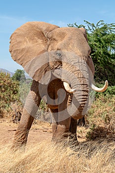 Elephant with large tusks on safari in Kenya